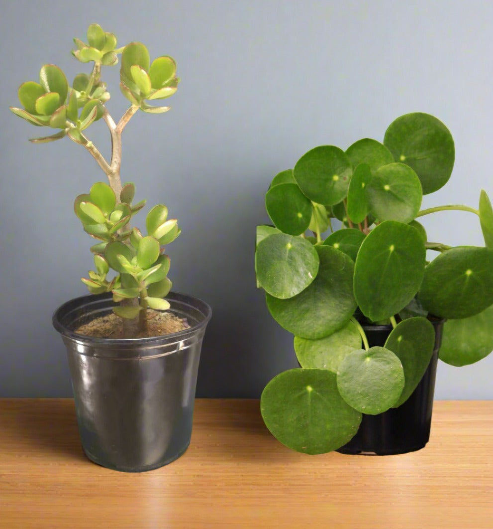 Money Plants  i-go-eco