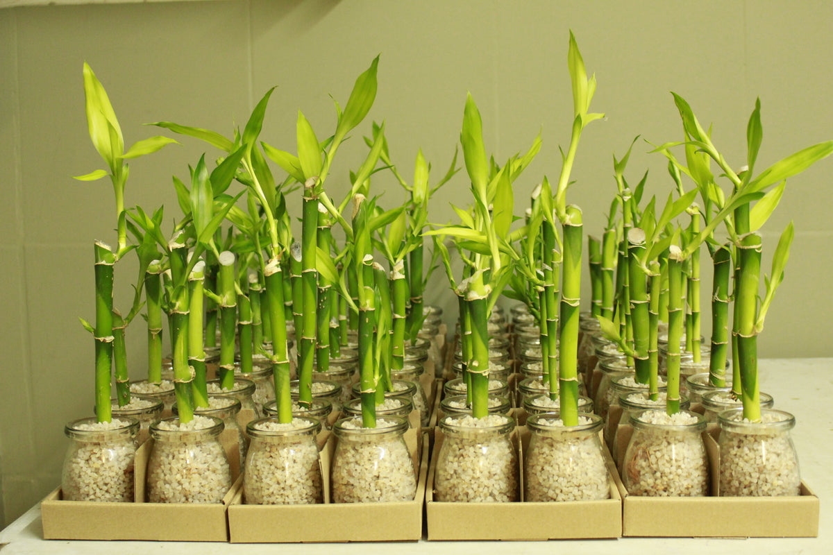 Plant gifts that last longer than flowers