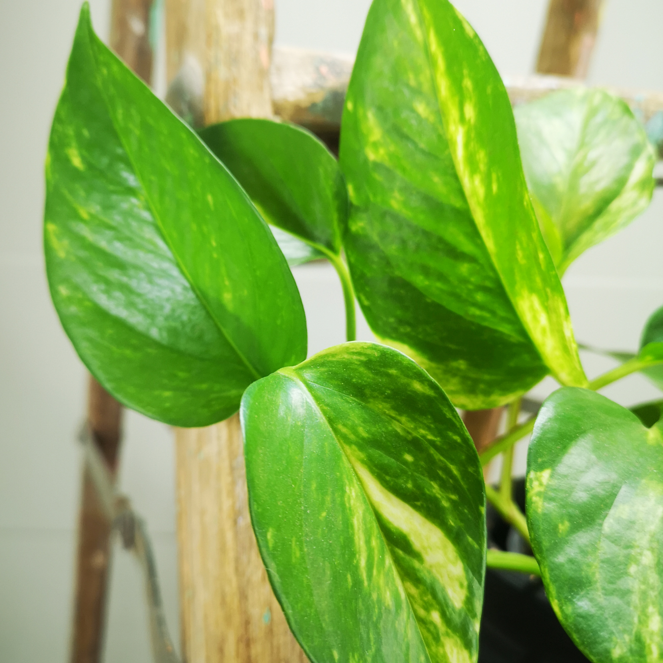 philodendron scandens cutting Philodendron scandens green Cutting South Africa – i-go-eco