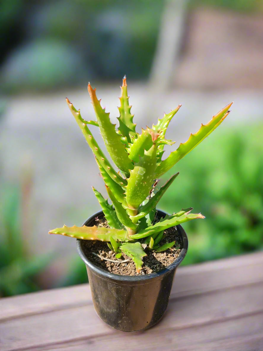 Aloe Congolensis