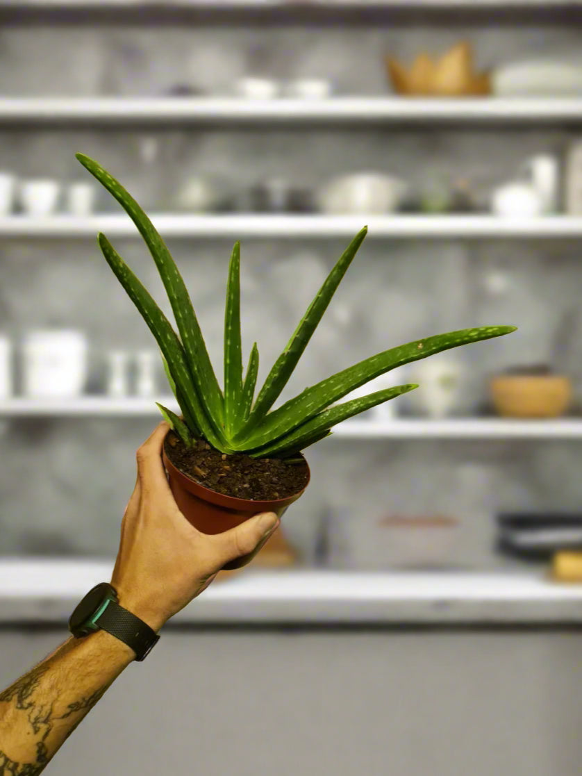 aloe vera plant in south africa Aloe Vera South Africa – i-go-eco