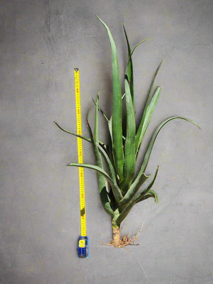 Aloidendron barberae Tree Aloe i-go-eco