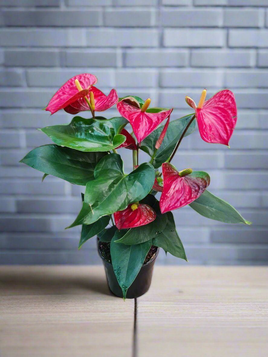 anthurium plants for sale south africa Anthurium Mini South Africa – i-go-eco