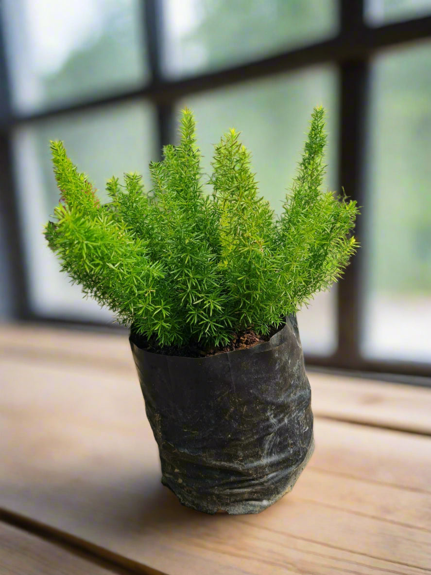 Asparagus densiflorus Meyerii