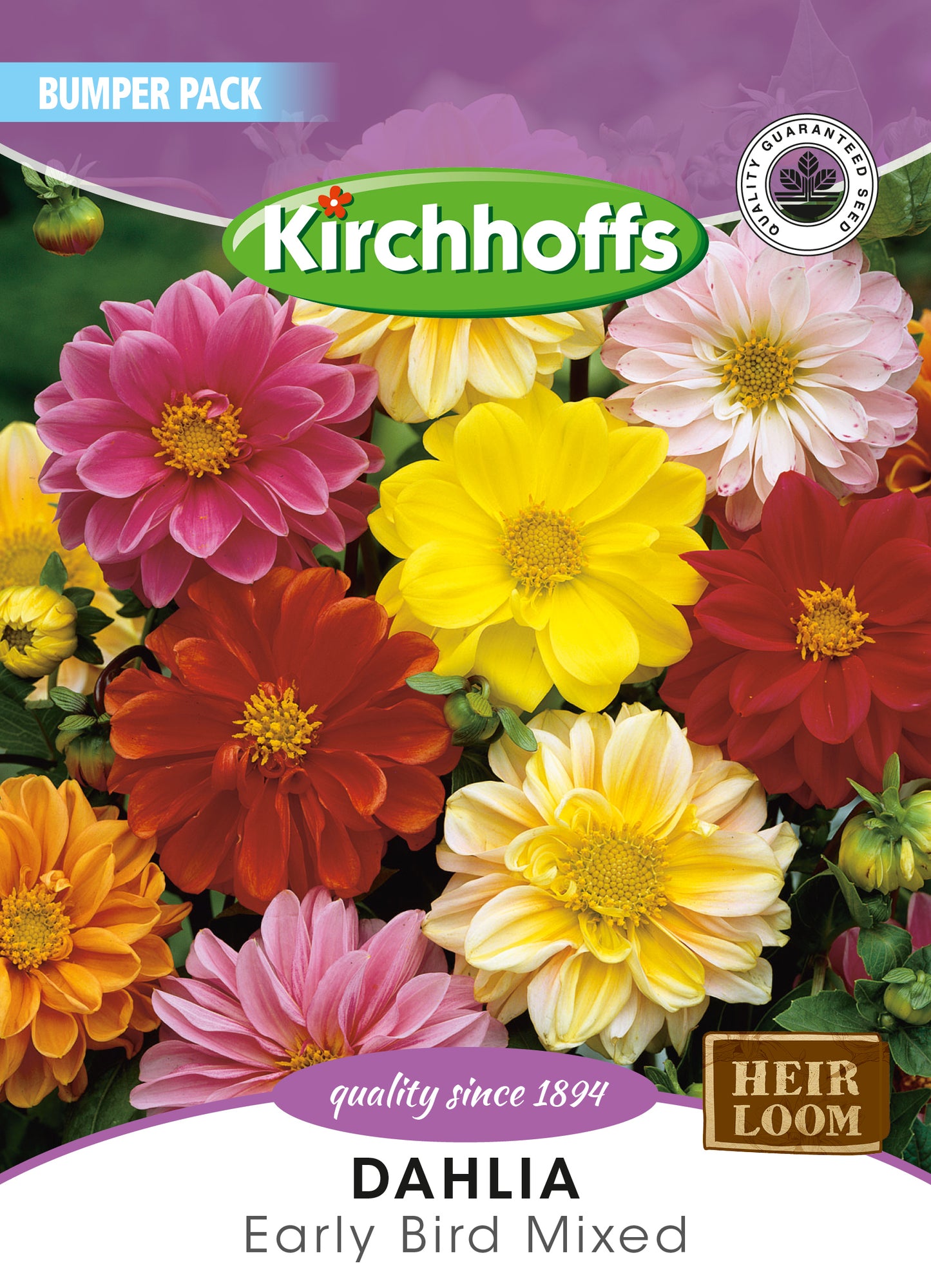 Dahlia Early Bird Mixed Seeds Bumper Pack