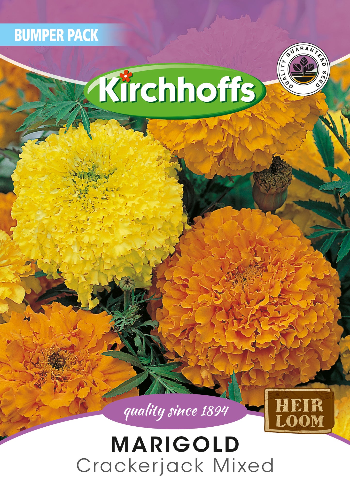 Marigold Crackerjack Mixed Seeds Bumper Pack