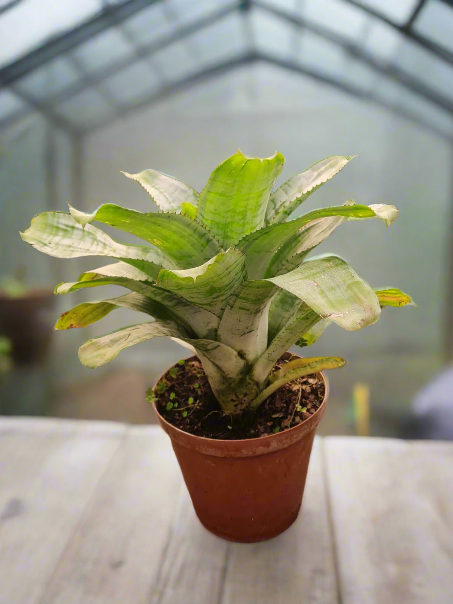Bromeliad Aechmea fasciat