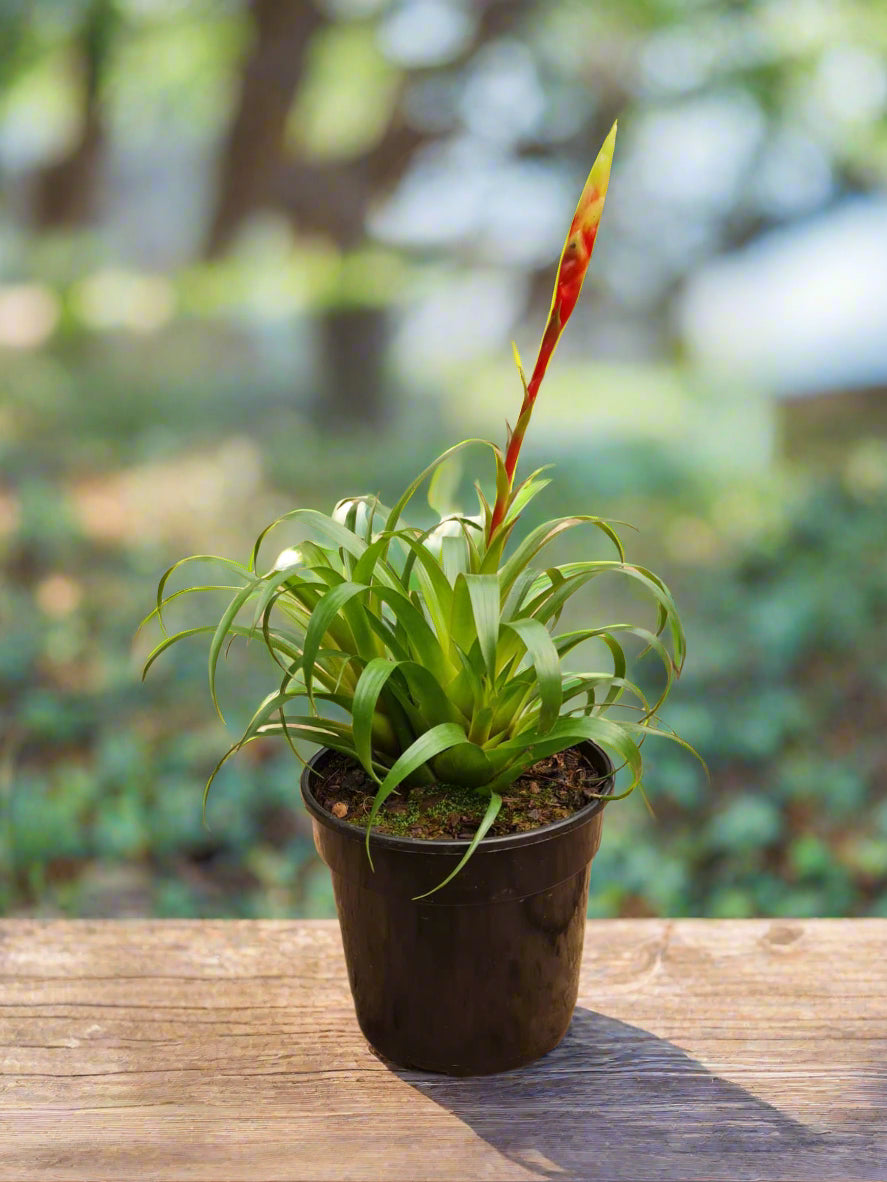 Bromeliad Vriesea