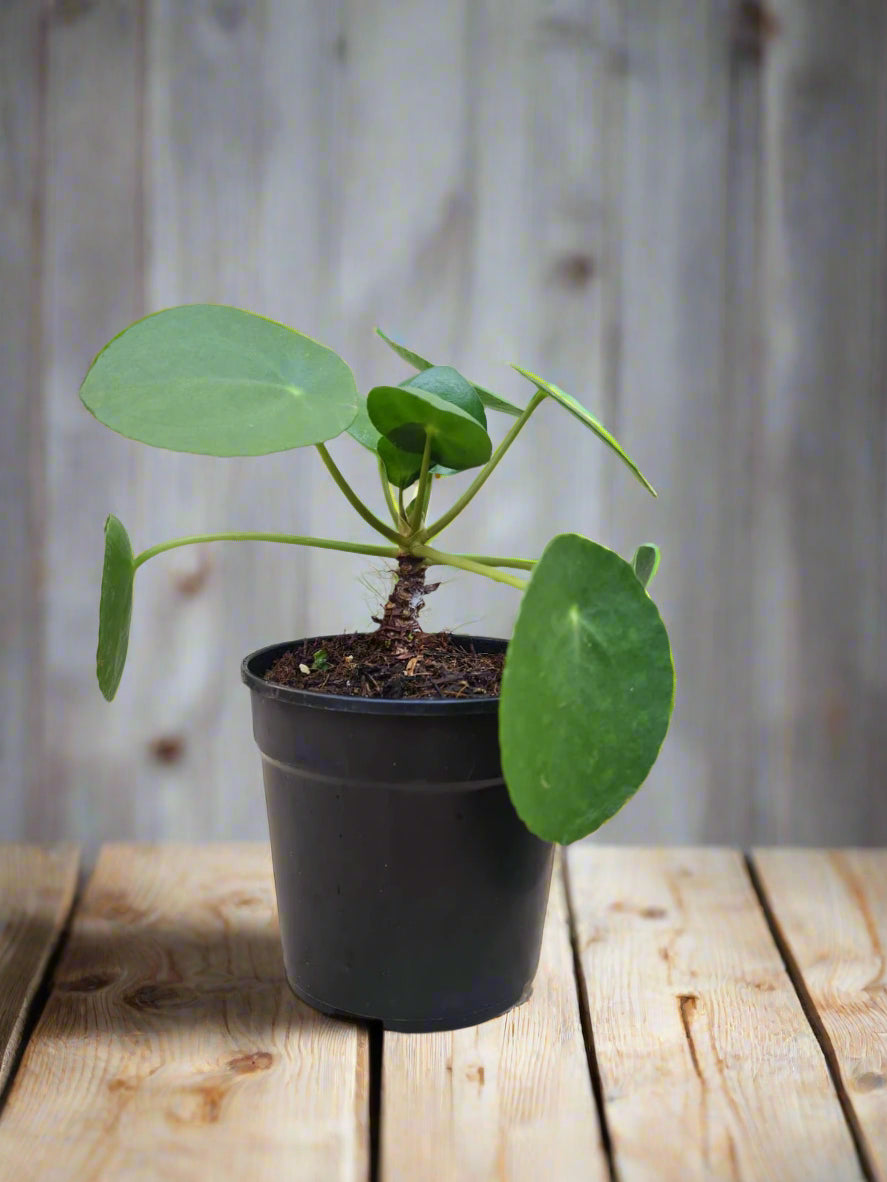 Chinese Money Plant Pilea Peperomioides