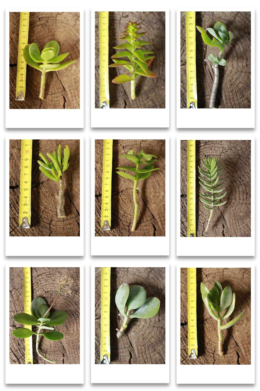 Crassula cutting combo