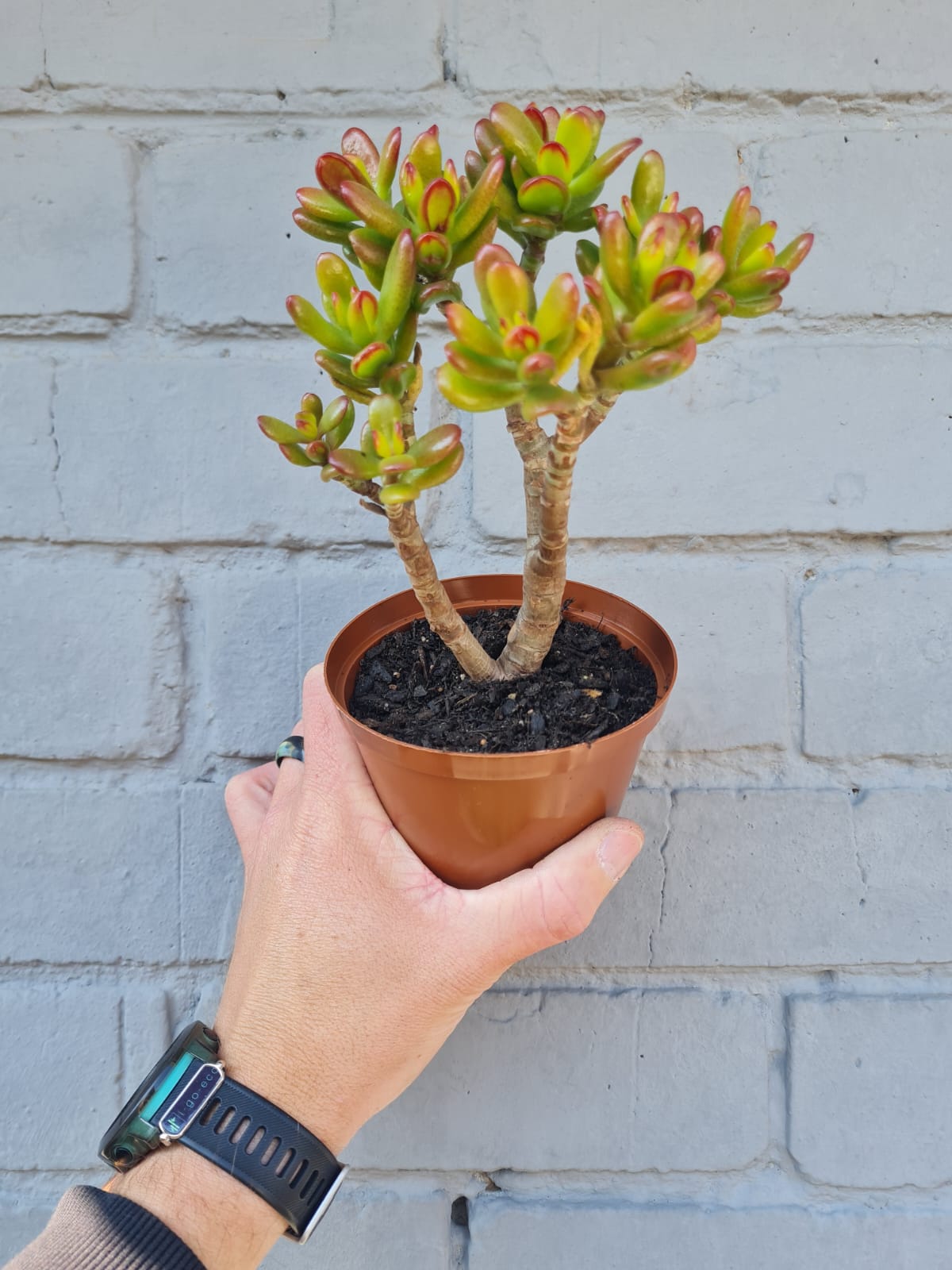 Crassula Ovata Hobbit Jade