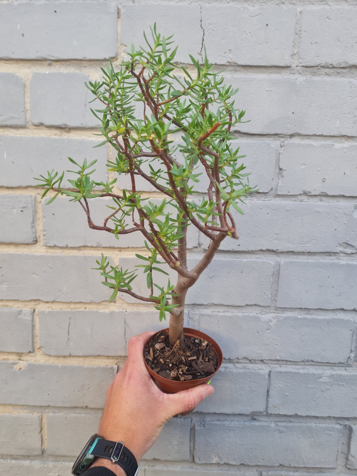 Crassula Sarcocaulis or Bonsai Crassula