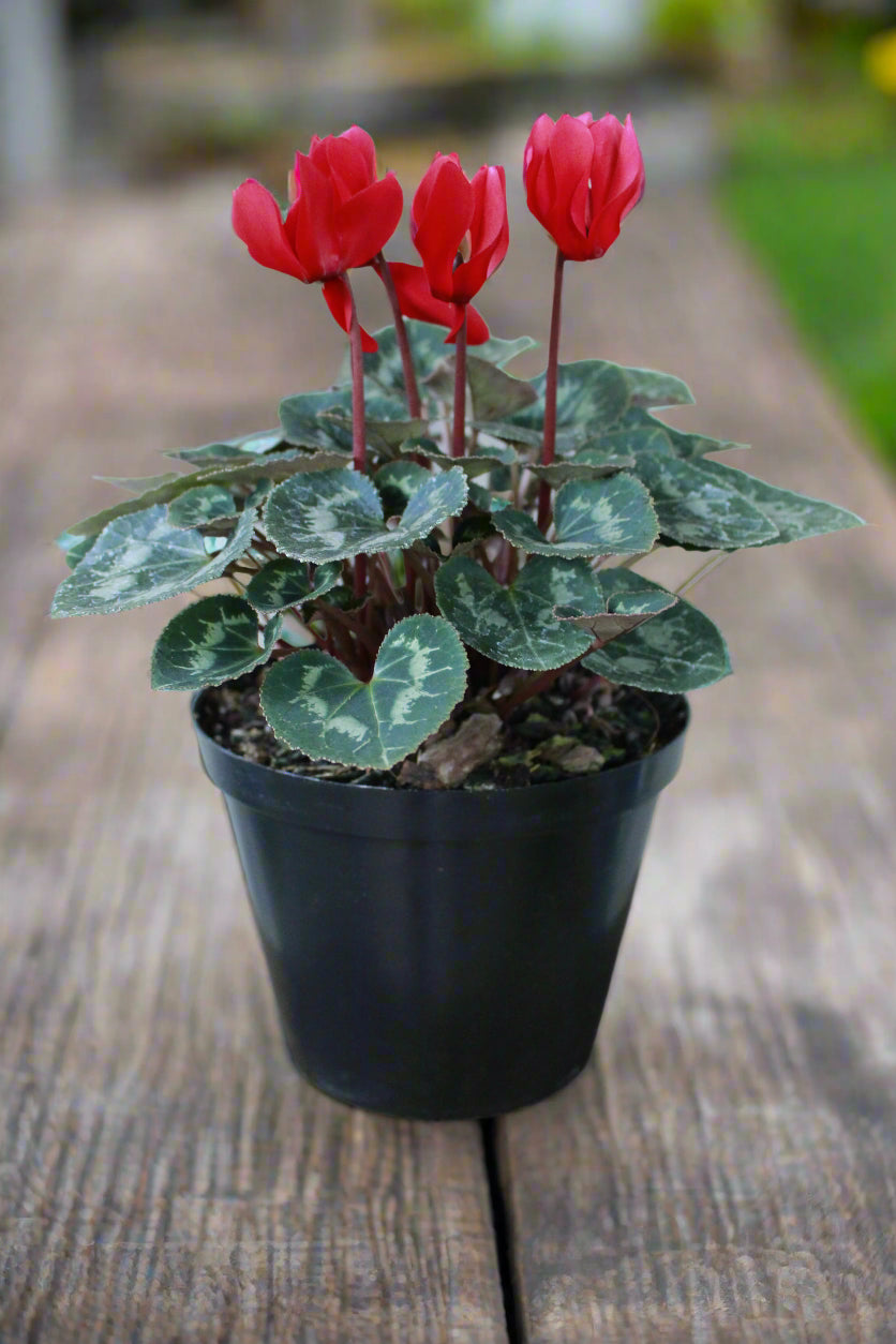 Cyclamen