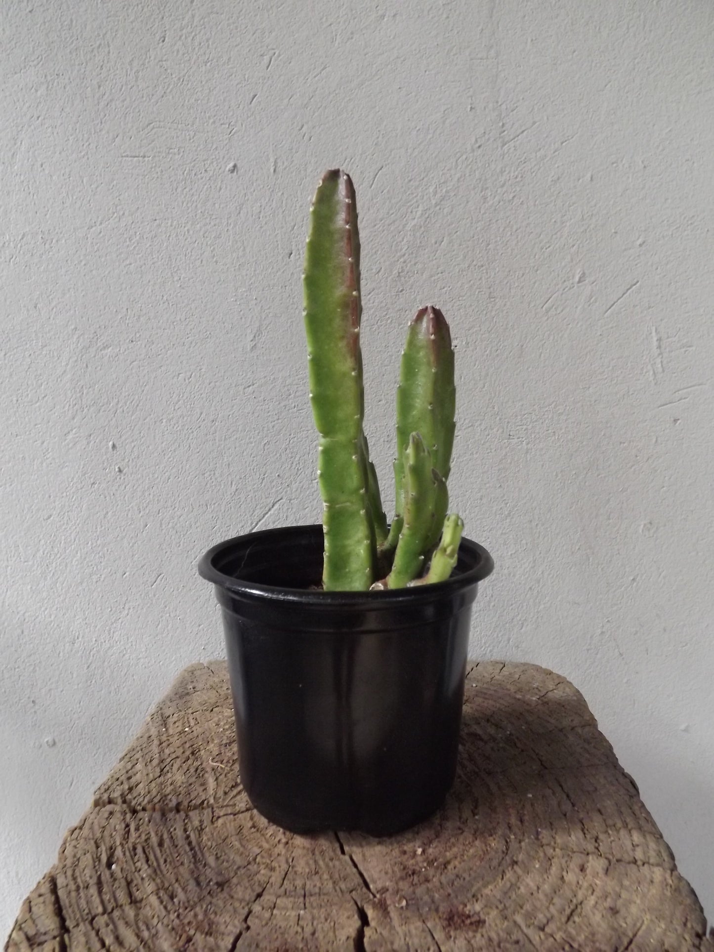 Stapelia Leendertziae