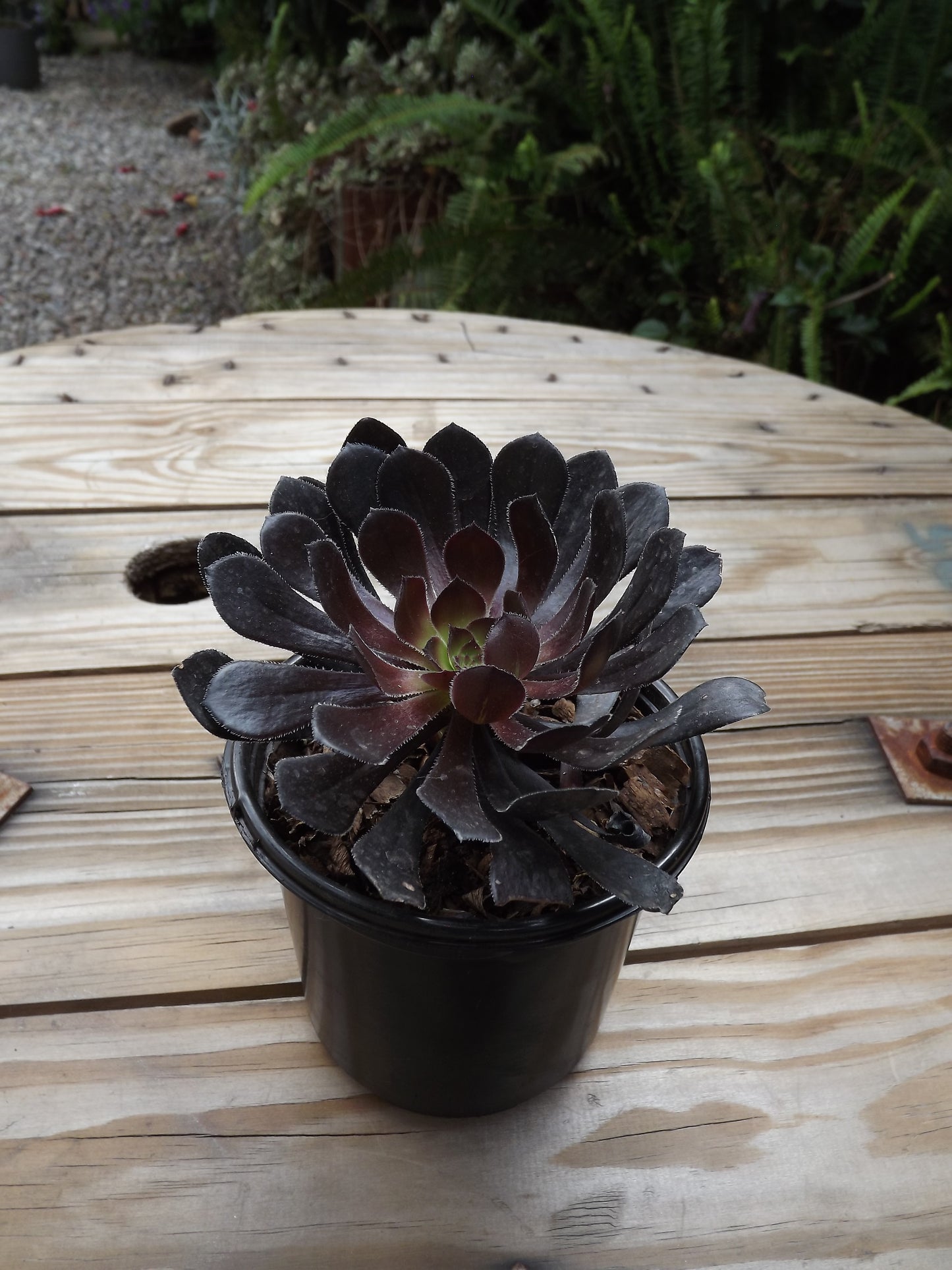 Aeonium Zwartkop AGM