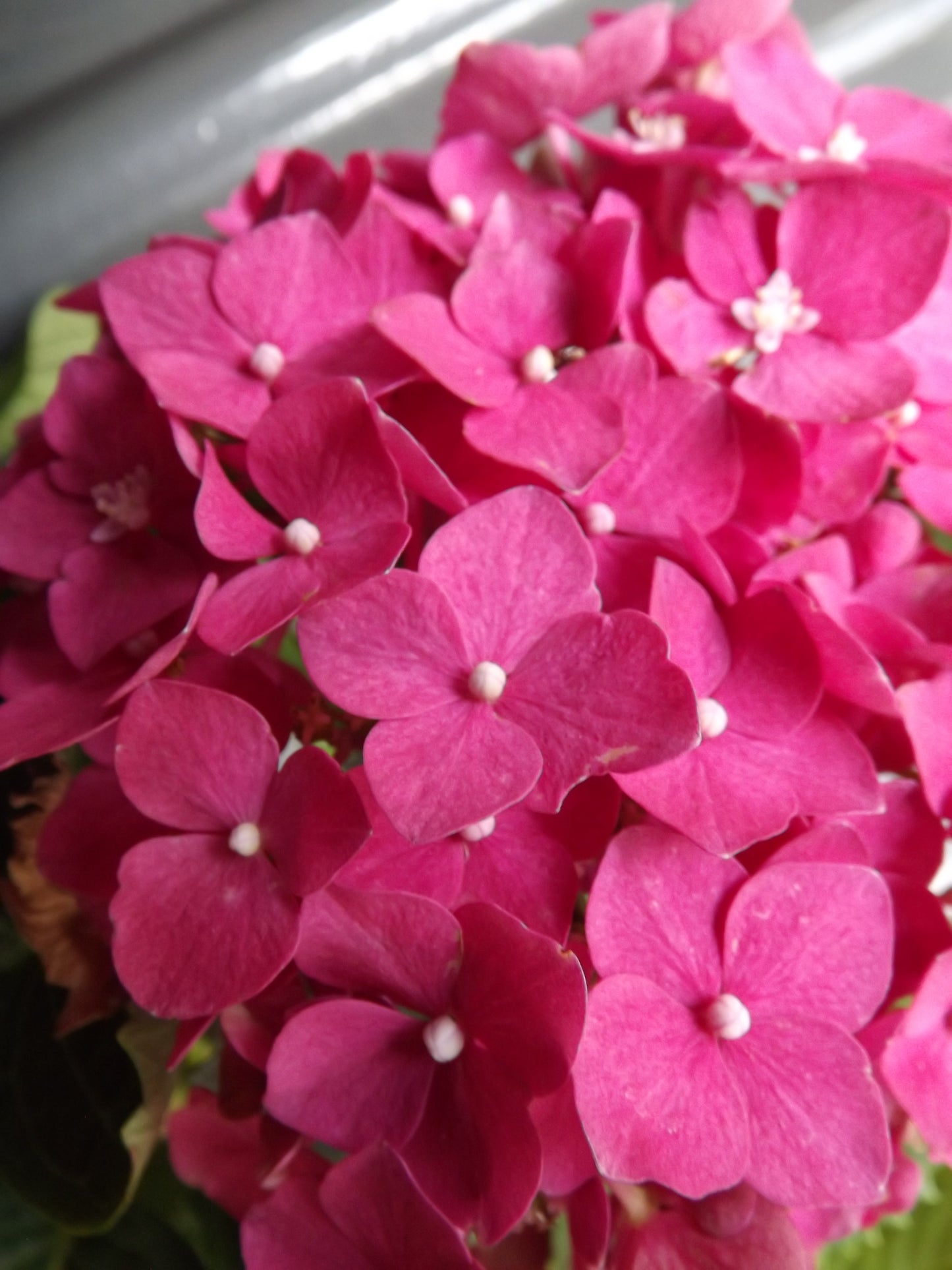 Hydrangea macrophylla