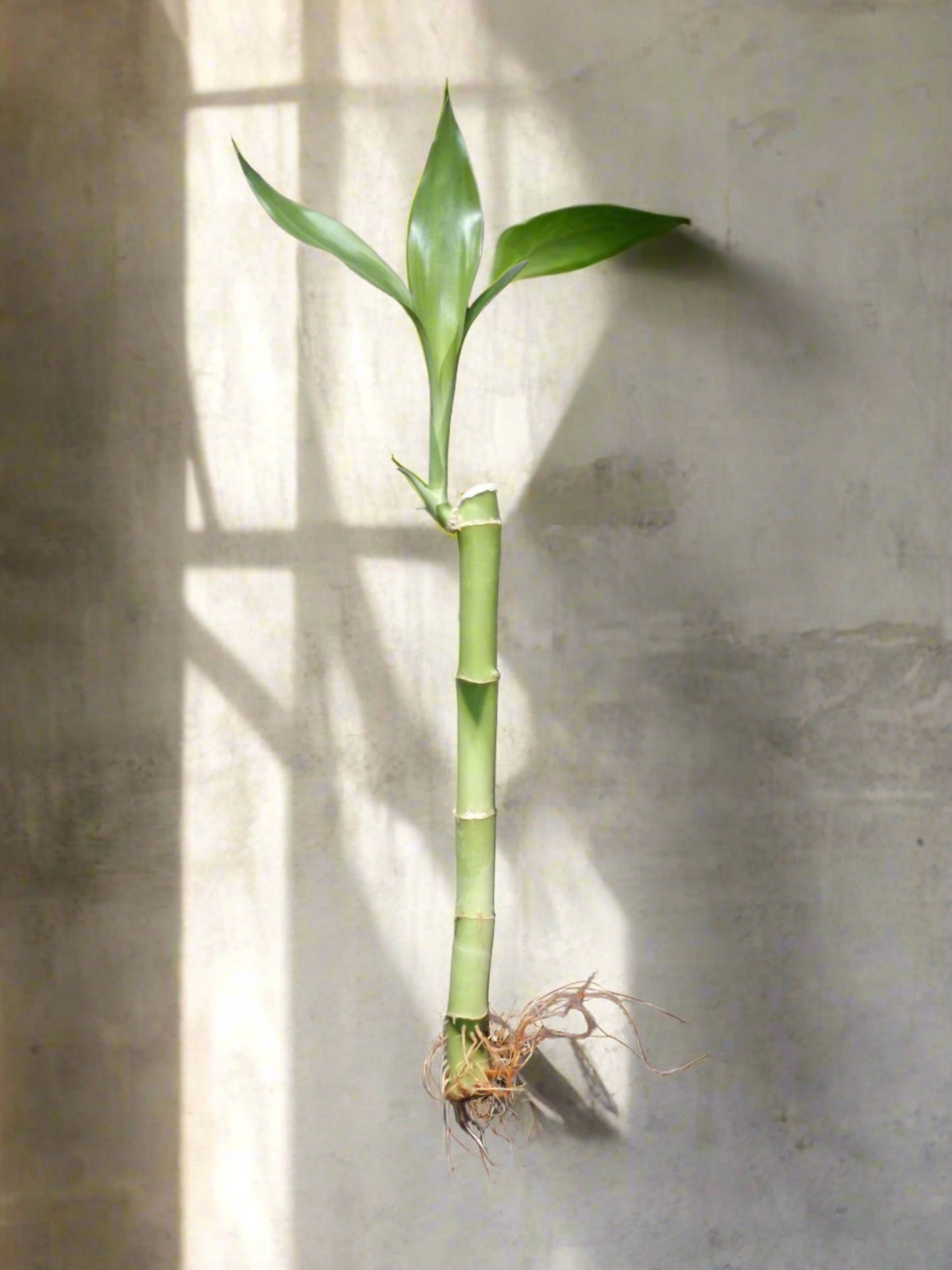 Lucky bamboo