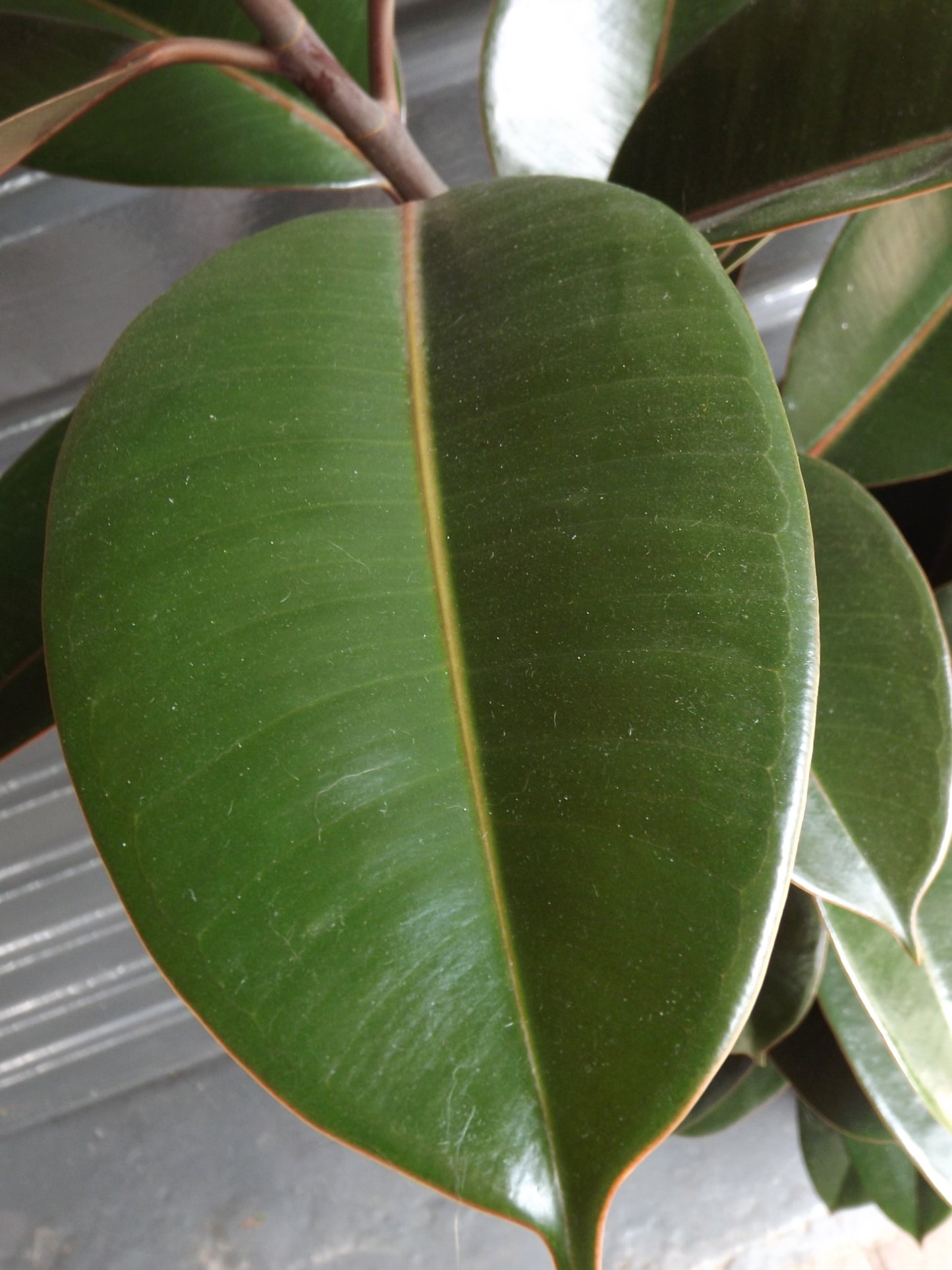 Ficus Elastica Abidjan Large
