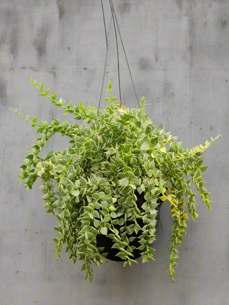hanging plants south africa Dischidia Ruscifolia Variegated hanging pot South Africa – i-go-eco