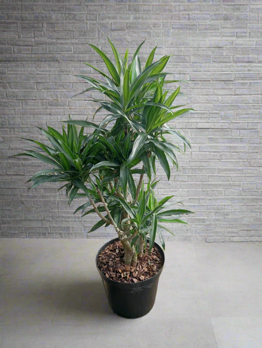 Dragon Tree Song of Jamaica Dracaena reflexa 'Song of Jamaica'