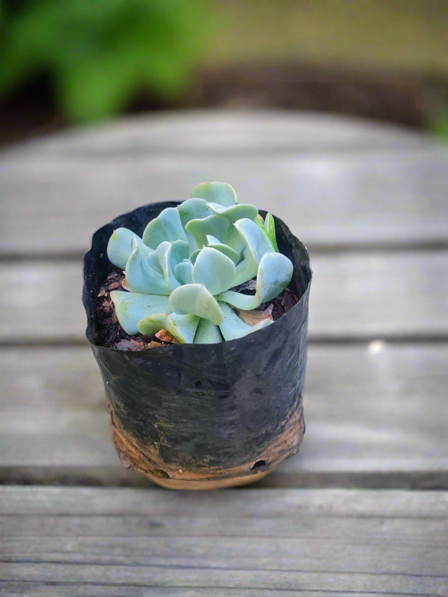 Echeveria Runyonii