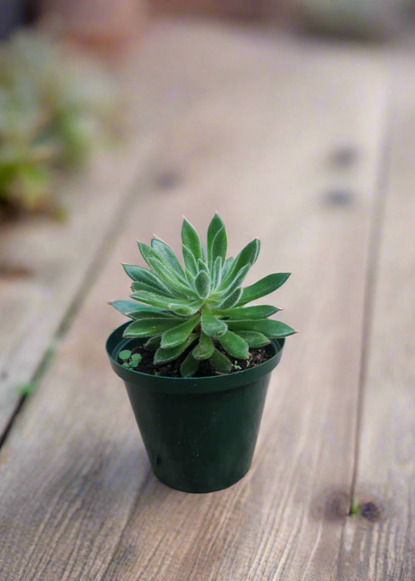 echeveria arrow succulent Echeveria Setosa Arrow South Africa – i-go-eco