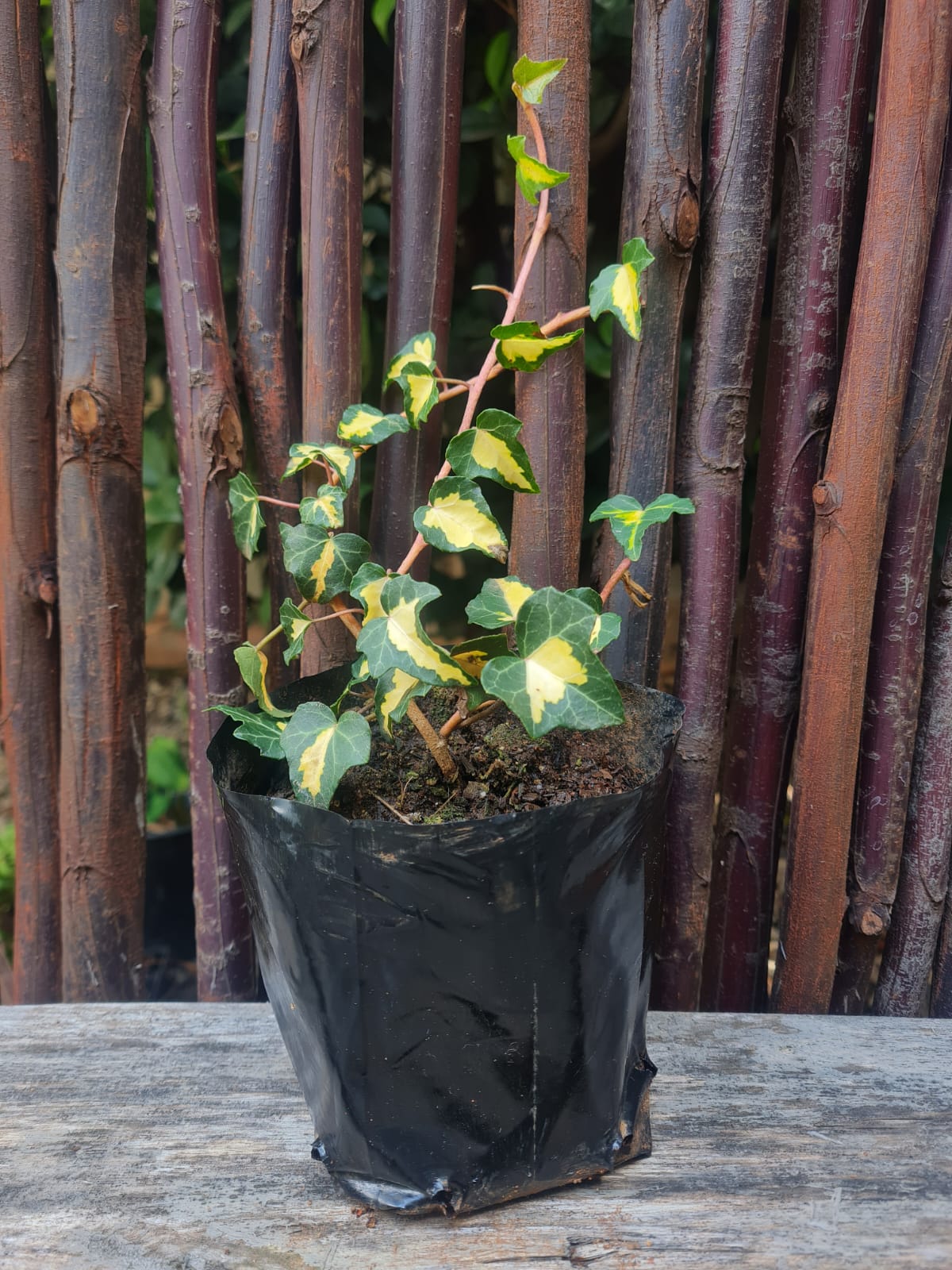 English ivy Goldheart or Hedera helix Goldheart