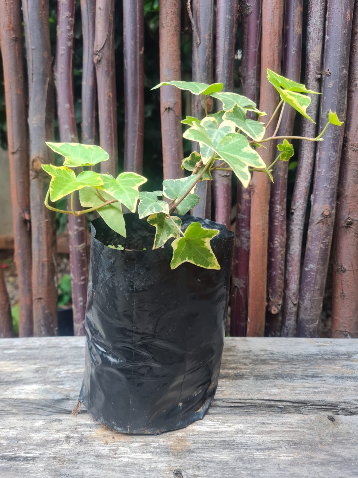 English ivy Variegated, English ivy Gold child, Hedera Helix Gold Child, Hedera Helix variegated