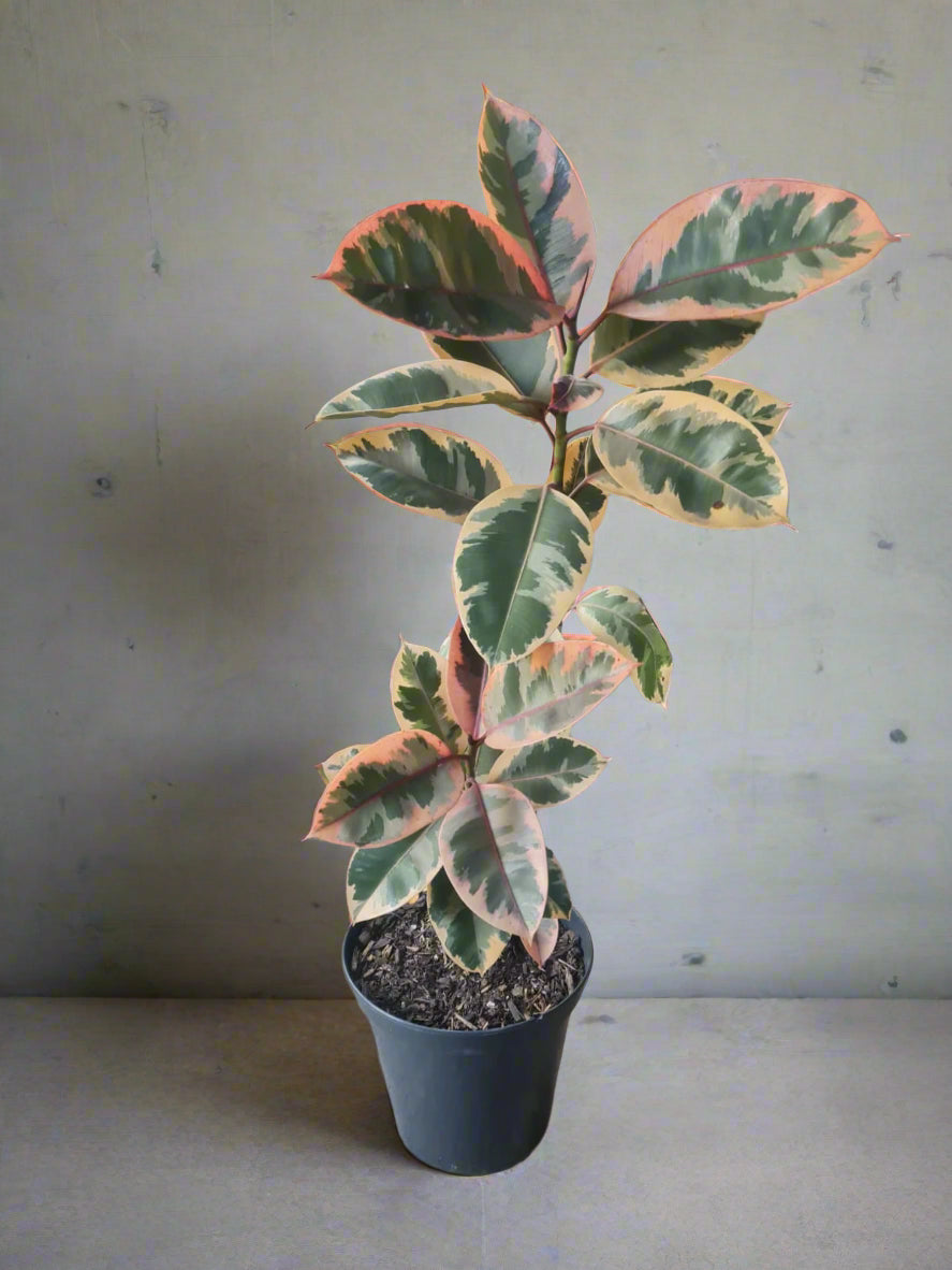 Ficus Elastica Previously loved plants i-go-eco