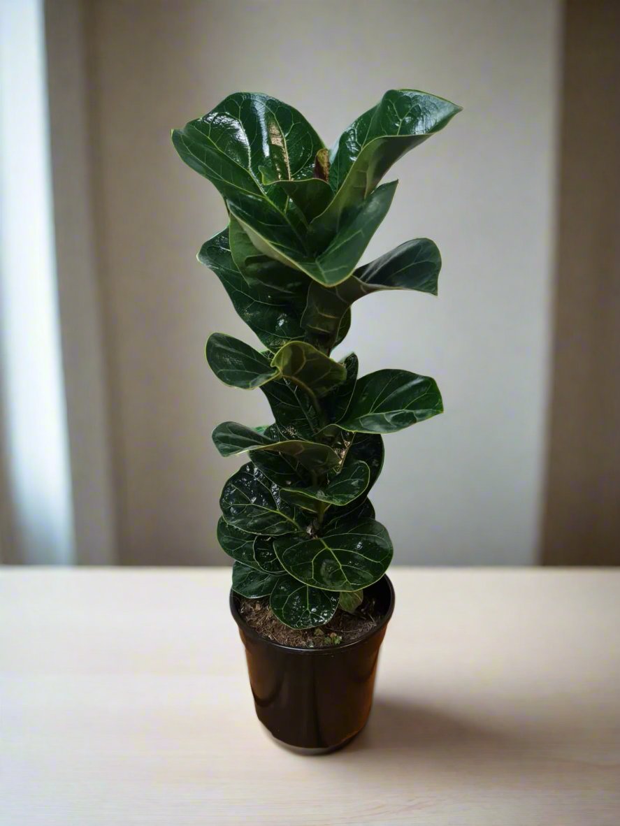 fiddle leaf fig south africa Ficus Fiddle Leaf Fig Bambino South Africa – i-go-eco