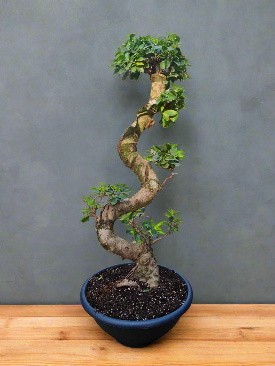 bonsai trees south africa Ficus Ginseng S shape South Africa – i-go-eco