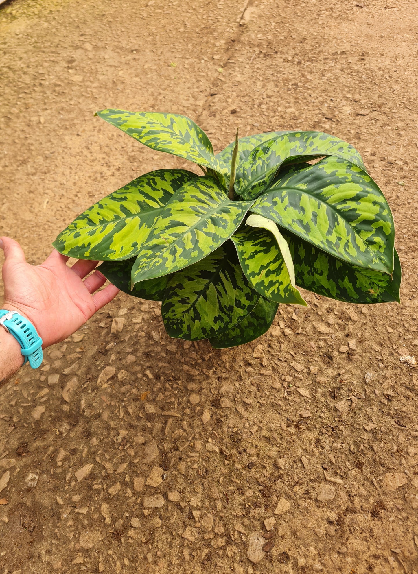 Homalomena Camouflage leaves with unique markings