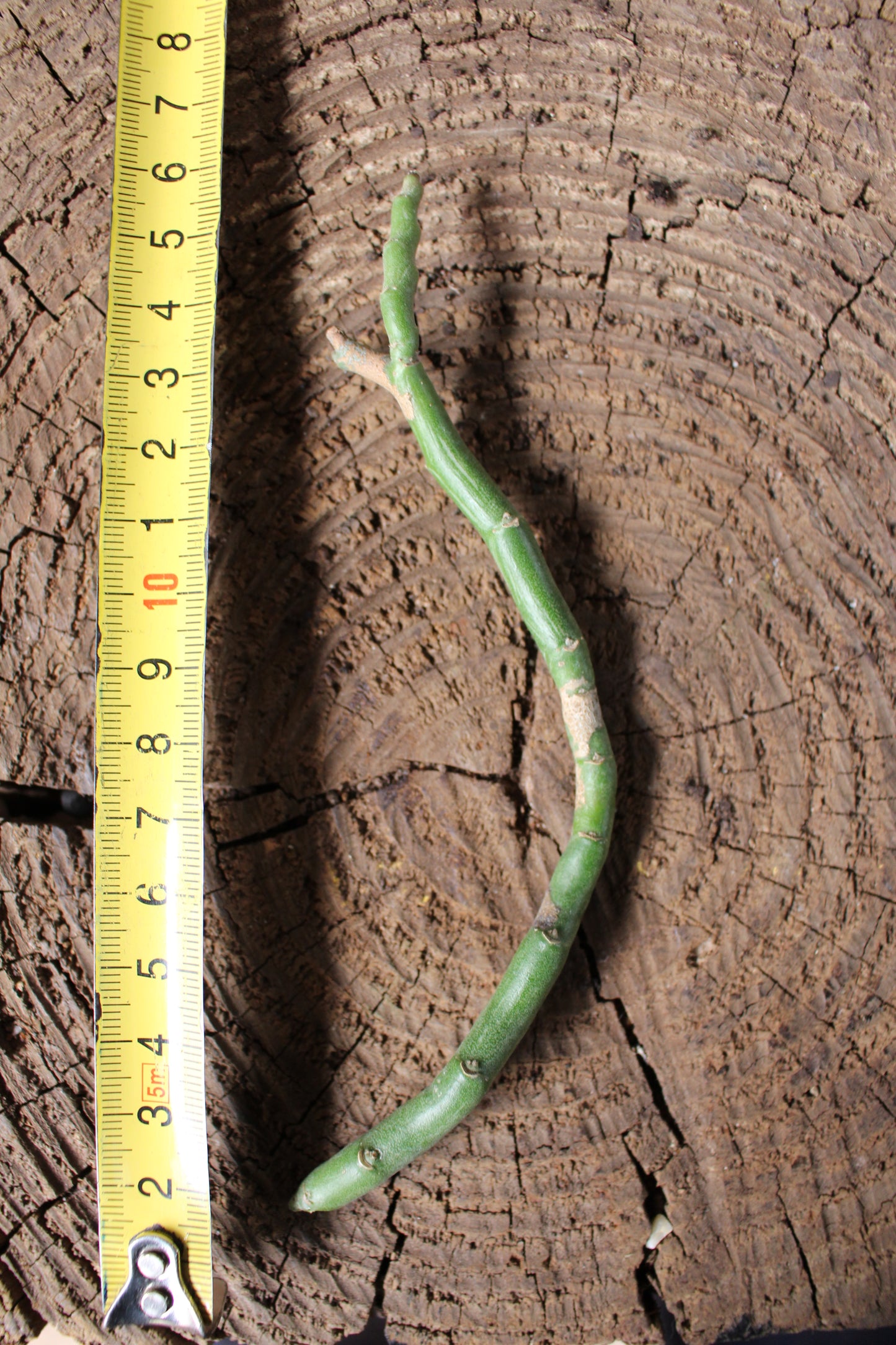 Euphorbia Zig-Zac Plant Cutting