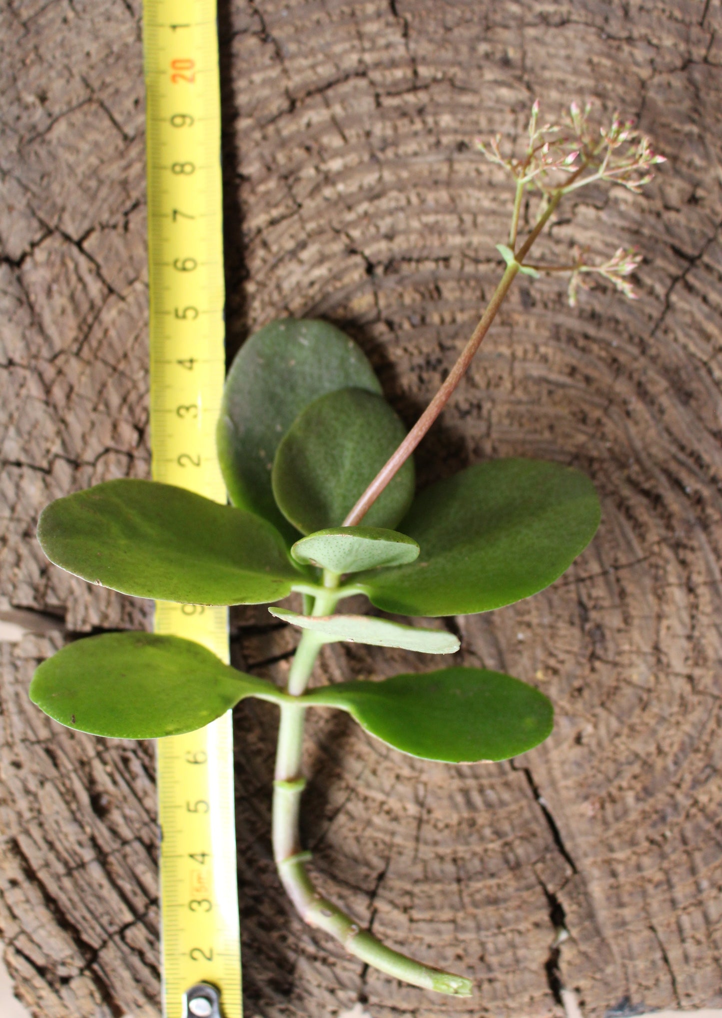 Crassula Multicava Cuting