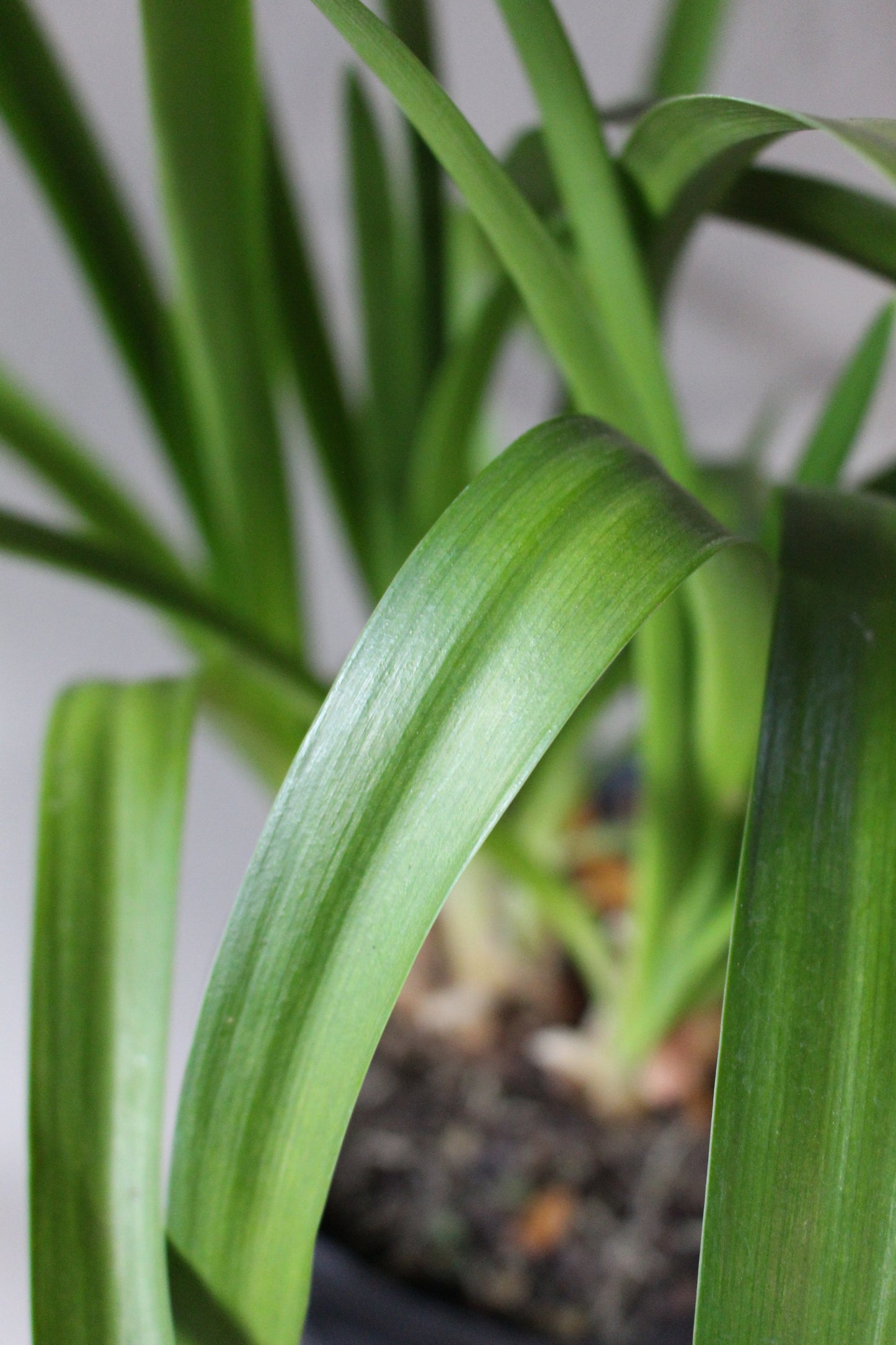 Agapanthus Purple Delight