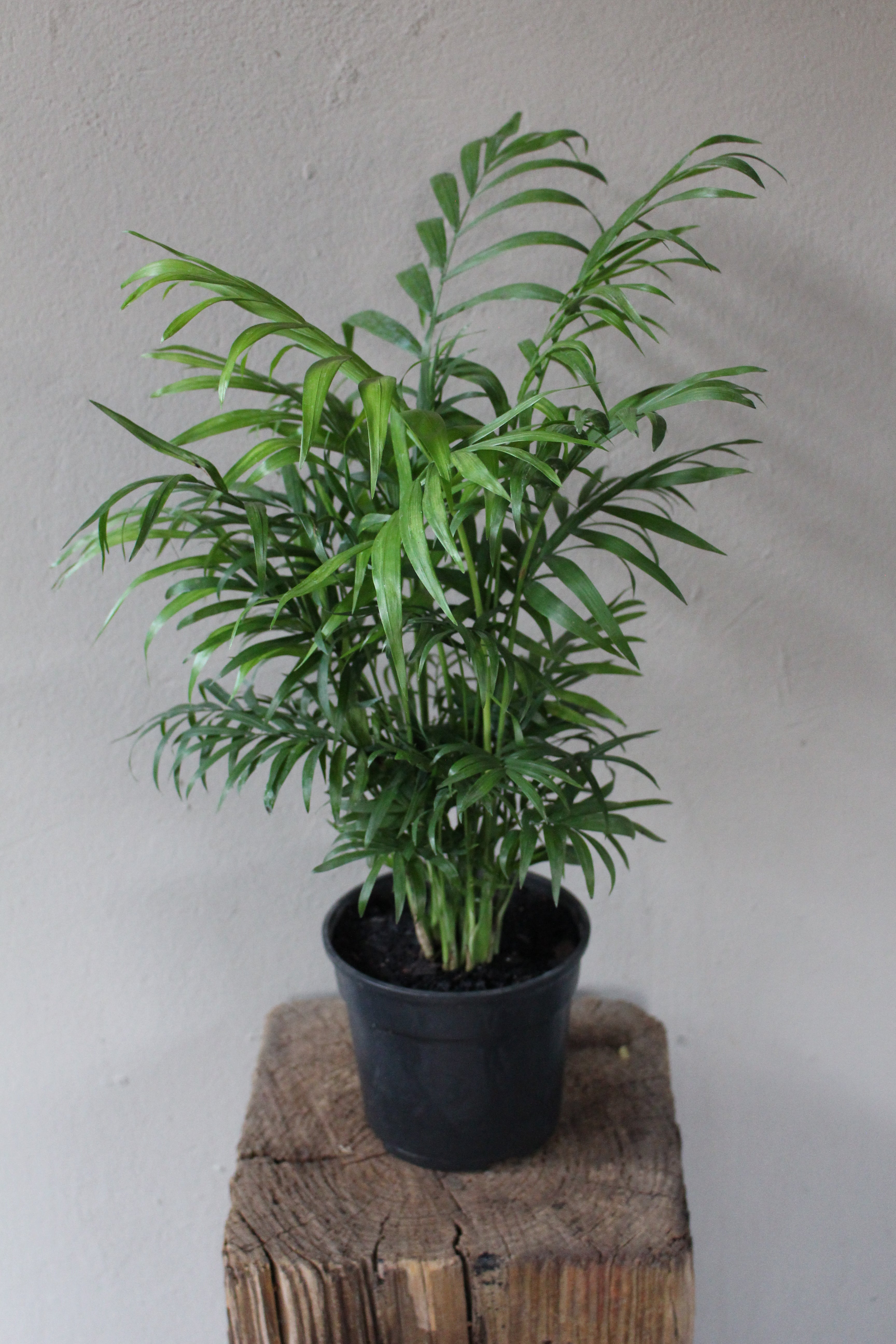 love palm plant Love palm large – i-go-eco