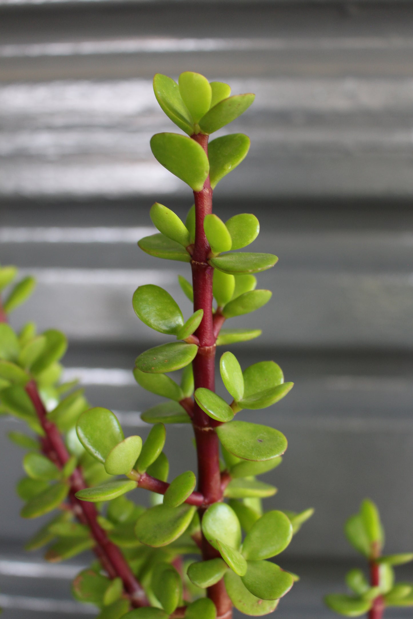 Portulacaria afra Spekboom