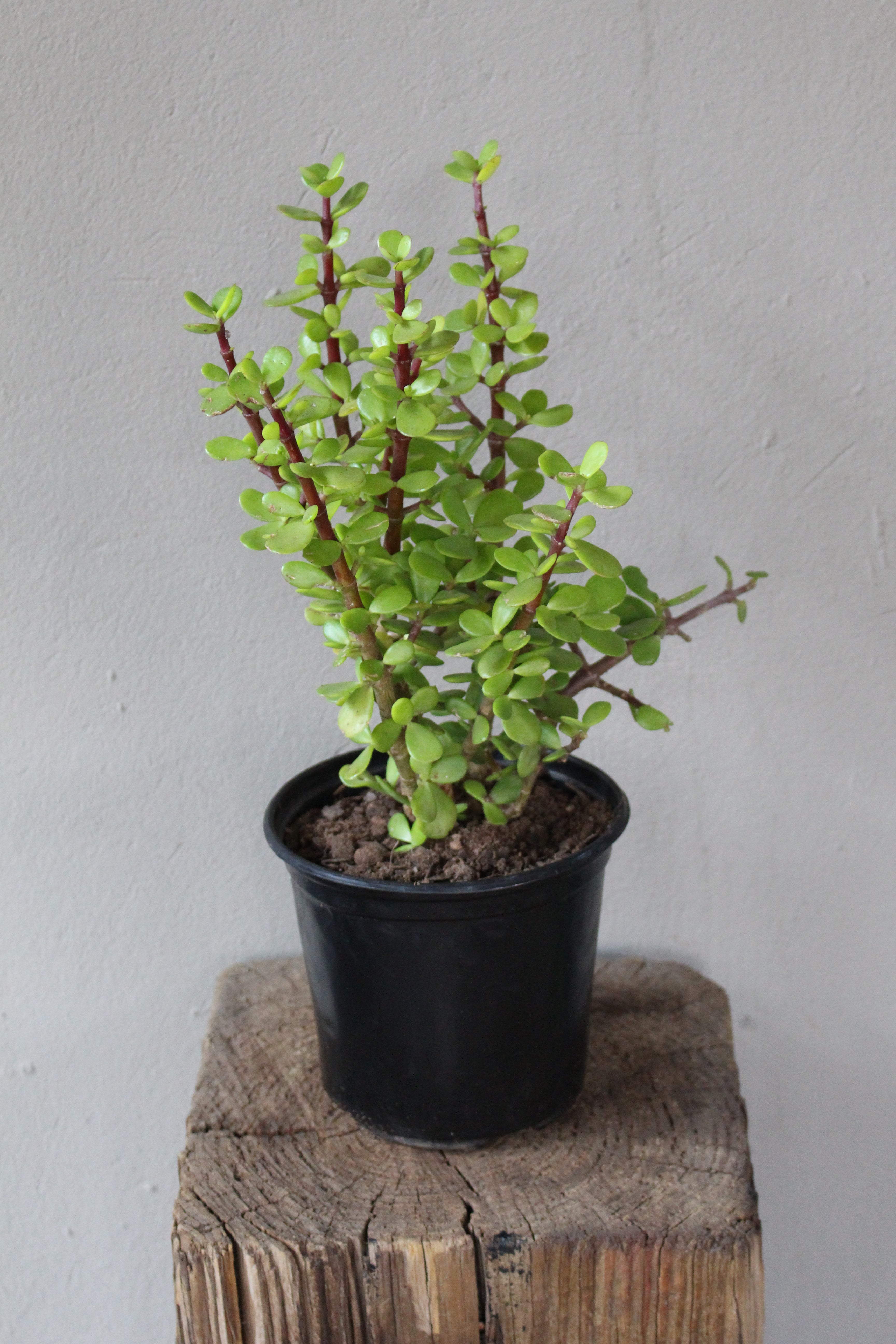 jade plant vs spekboom Dwarf Jade Plant South Africa – i-go-eco