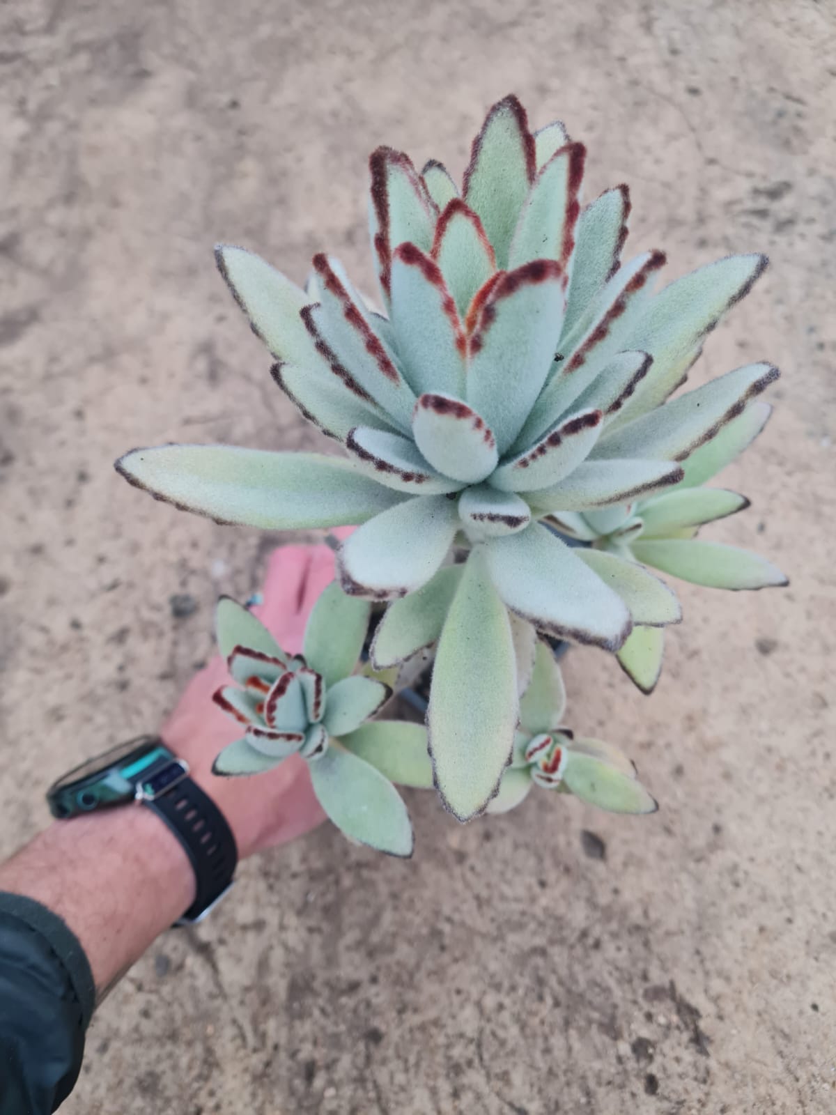Kalanchoe Tomentosa succulent