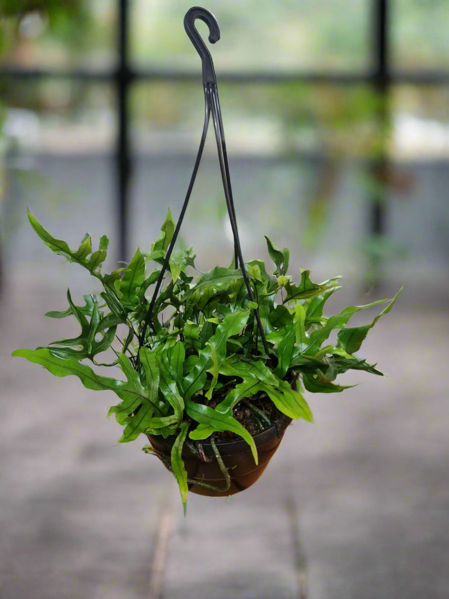 Kangaroo Fern hanging pot