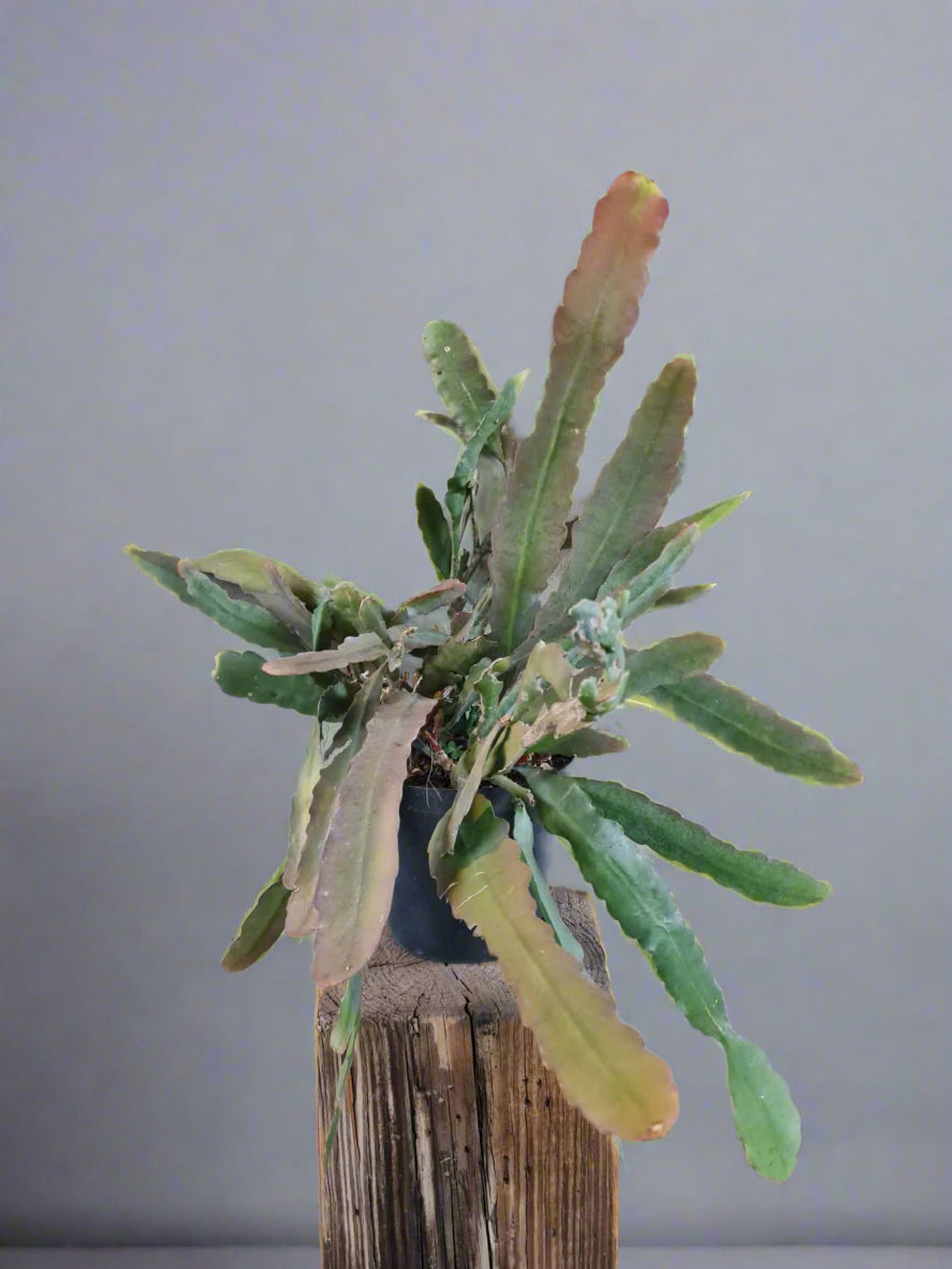 Previously loved plants. Large i-go-eco