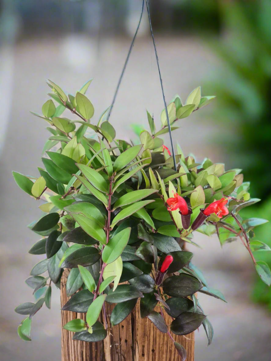 Lipstick Plant