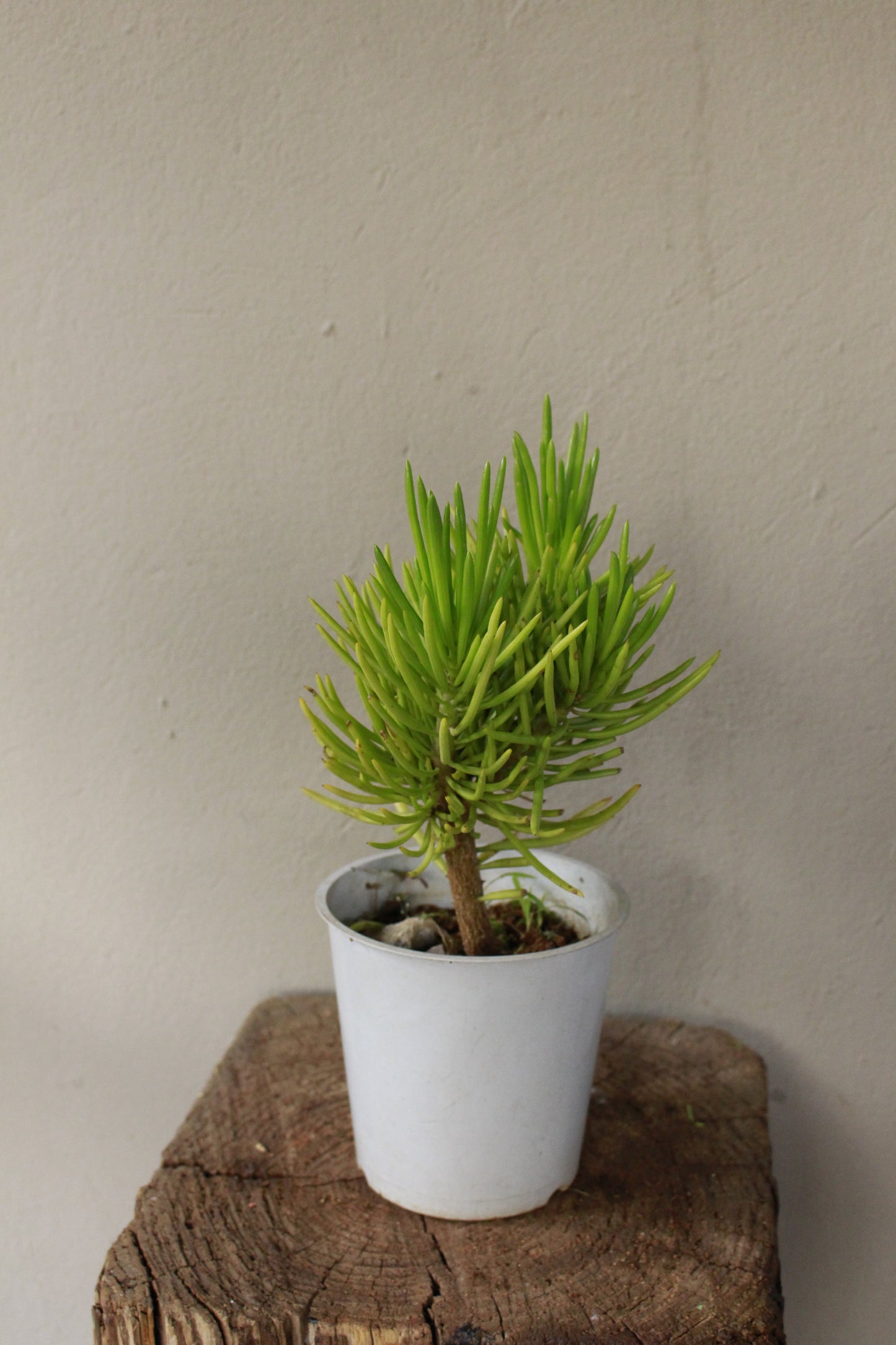 Senecio Barbertonicus Klatt