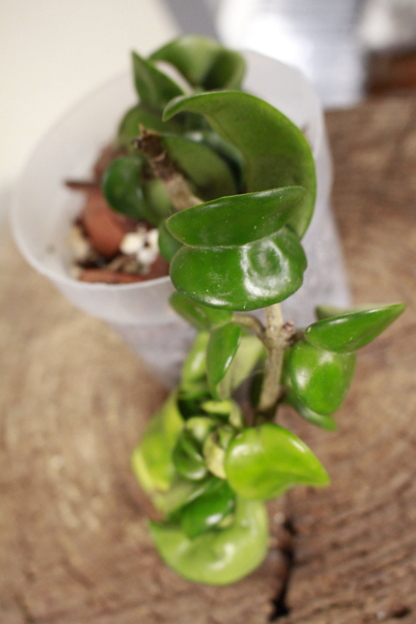 Hoya Carnosa Compacta