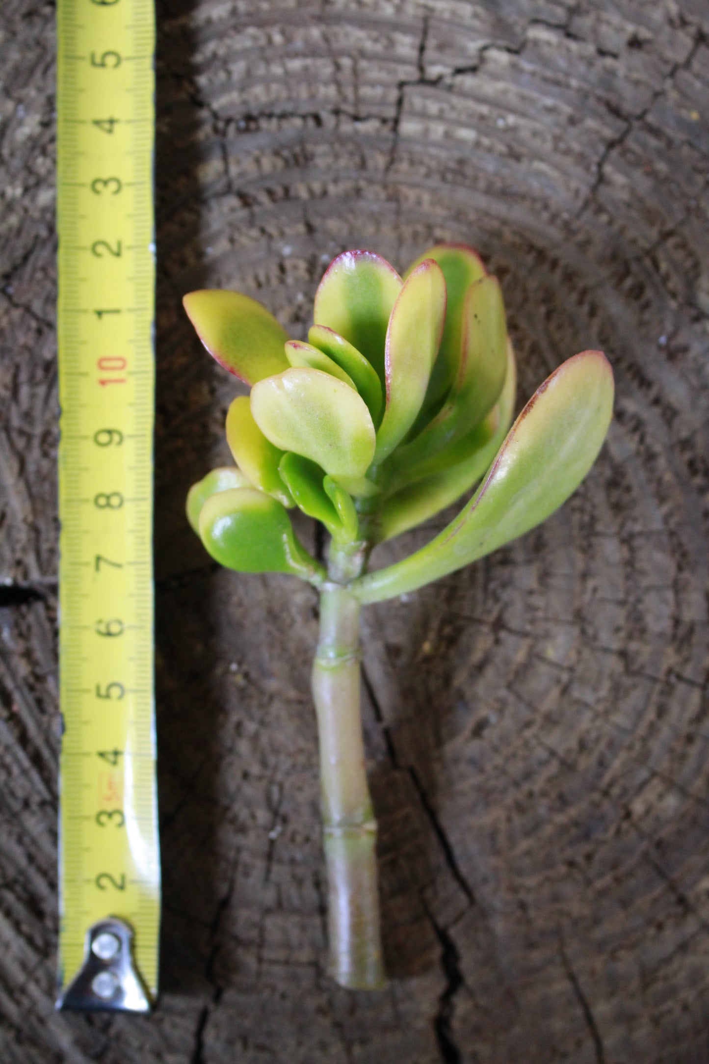 Crassula Ovata Sunset Cutting