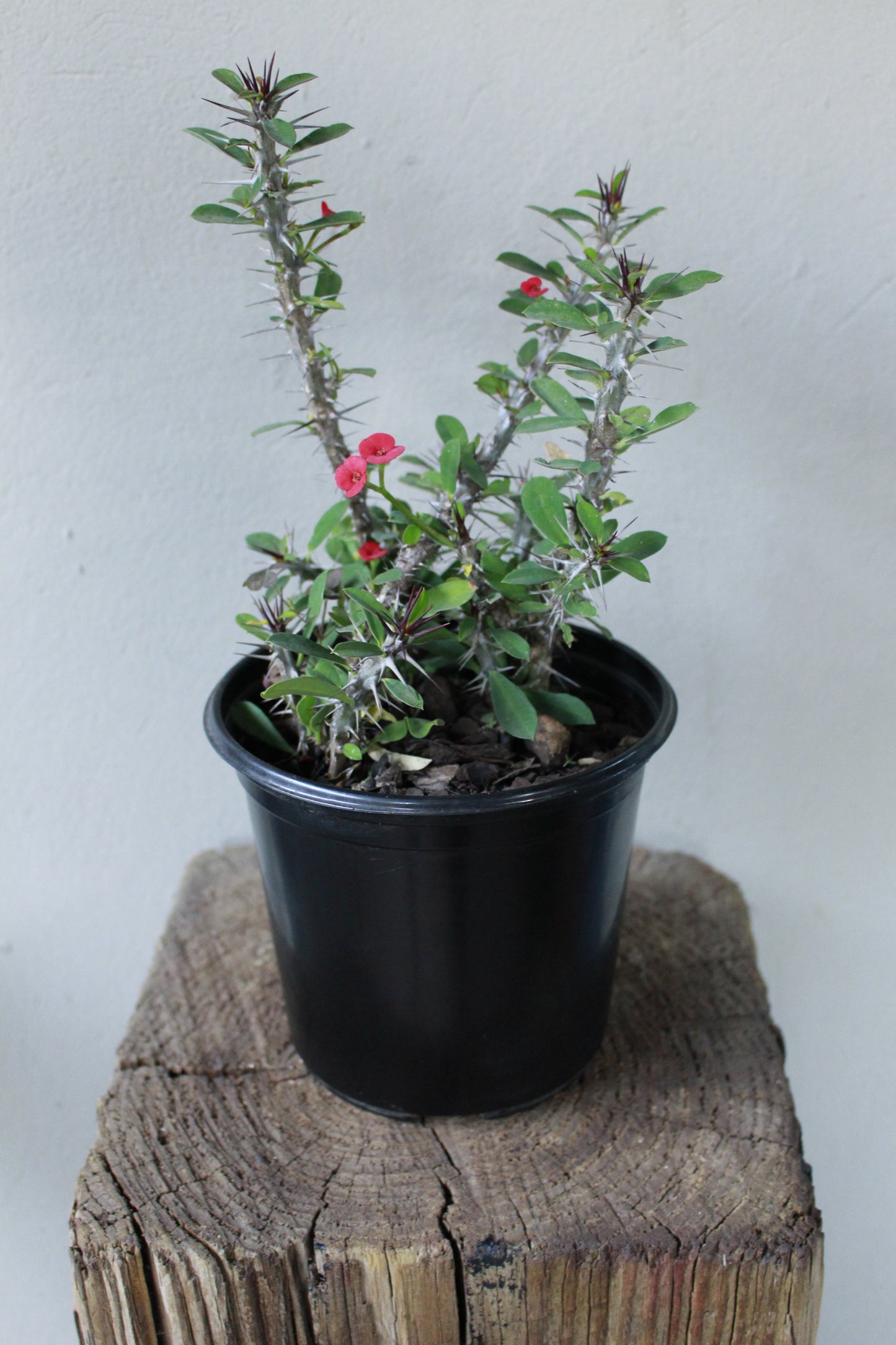 Euphorbia Milii