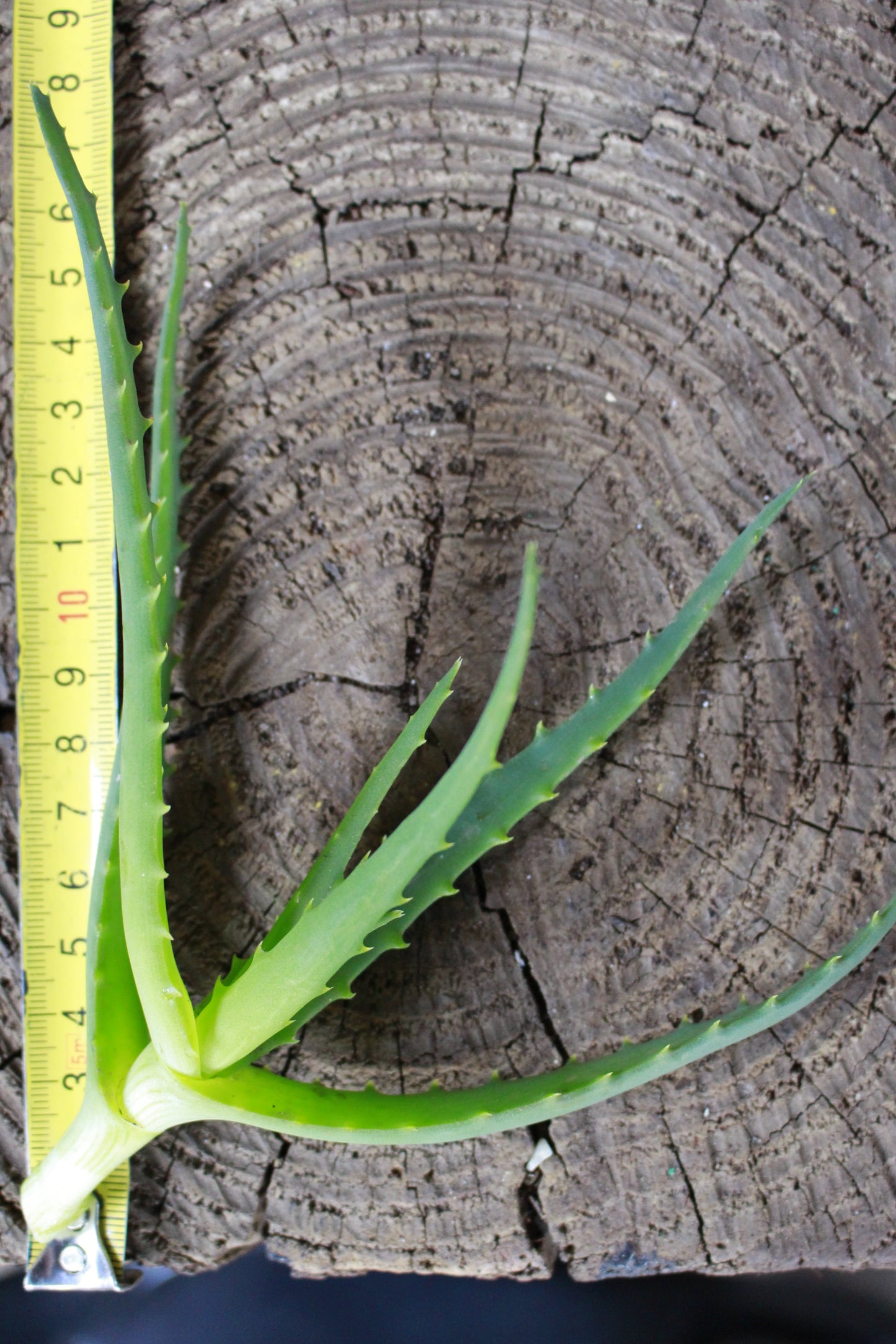 Aloe Arborescens Yellow Cutting