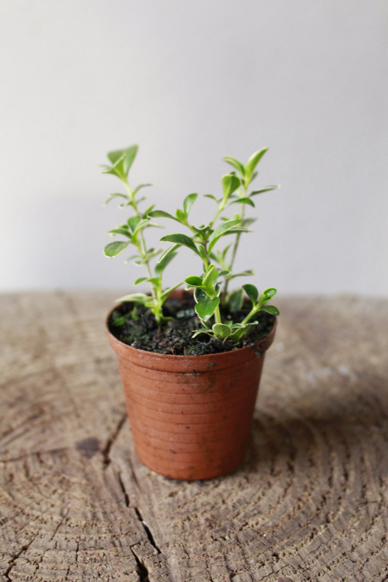 Euonymus Japonicus Variegated Terrarium South Africa