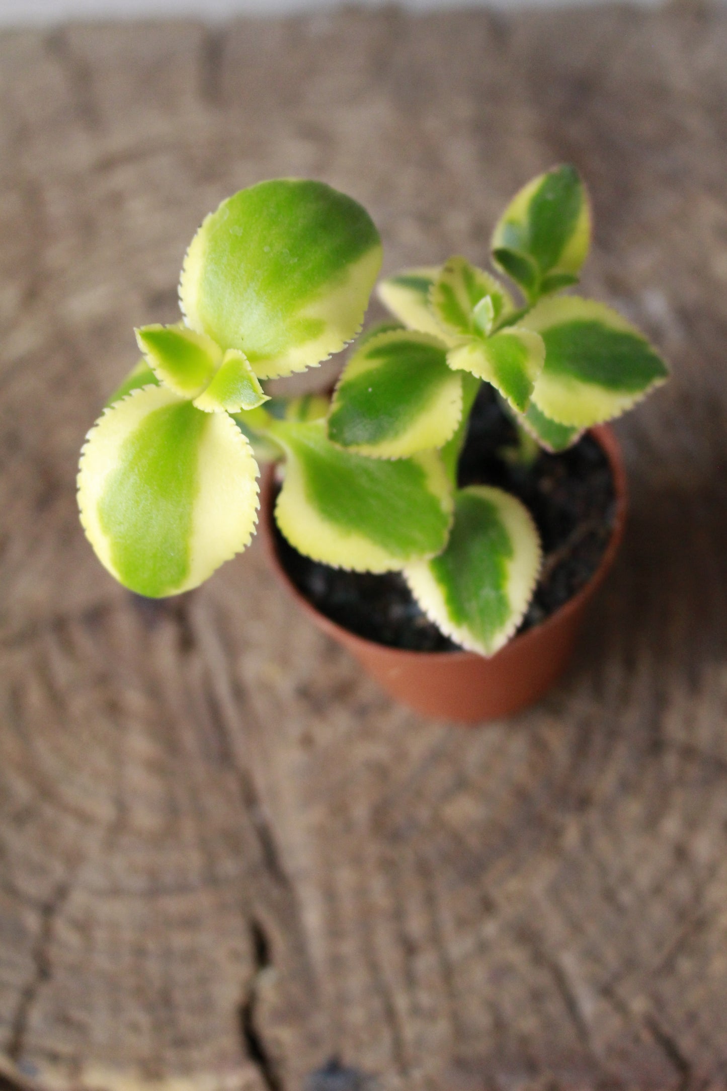 Crassula Sarmentosa Variegated small terrarium