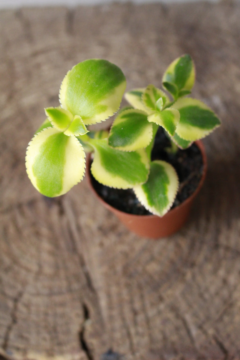 Crassula Sarmentosa Variegated small terrarium South Africa